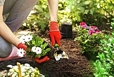 service single images