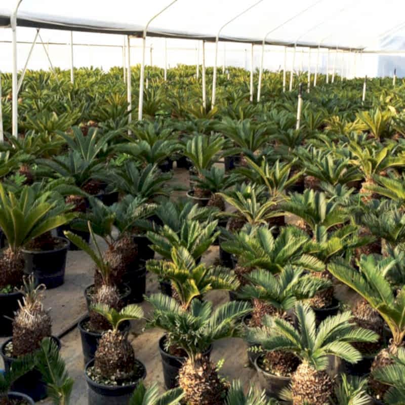 service single images