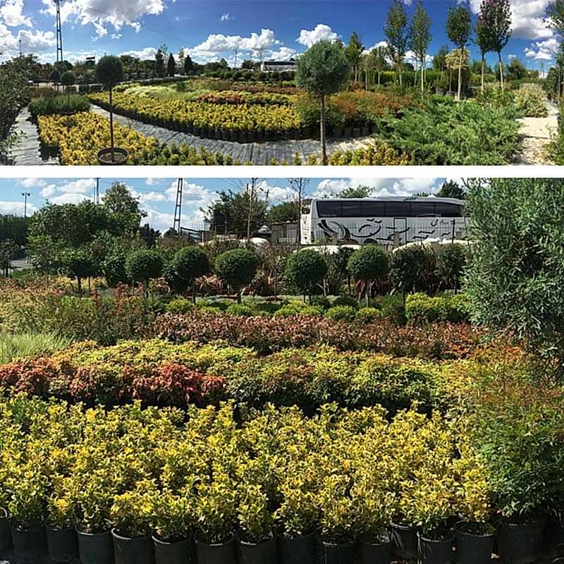 service single images