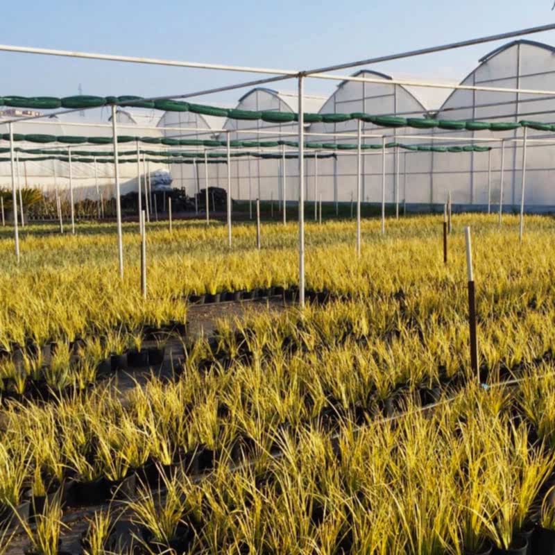 service single images