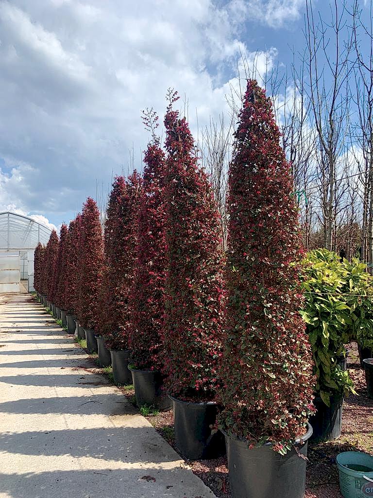 service single images